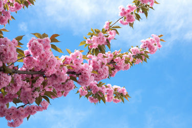 10 JAPANESE FLOWERING CHERRY Tree Oriental Prunus Serrulata Flower Seeds